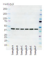 図1　ECL™SelectLAS500のウェスタンブロッティングデータ