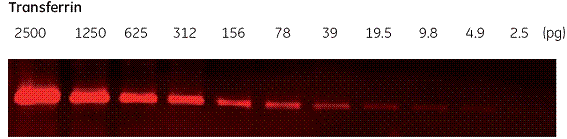 ECL Plex™によるトランスフェリン検出例の写真