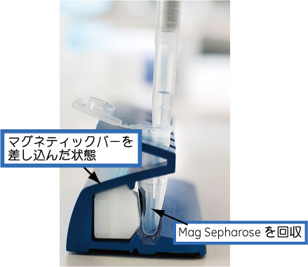 ラック（Mag Rack）にマグネティックバーを差し込むと、磁気ビーズ（Mag Sepharose™）が側面に引き寄せられるため、容易に溶液を吸い上げることができます