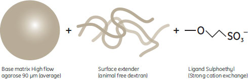 模式図 Capto™ S=Base matrix High flow agarose+Surface extender+Ligand Sulphoethyl