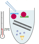 水とプライマー、テンプレートを加えた図