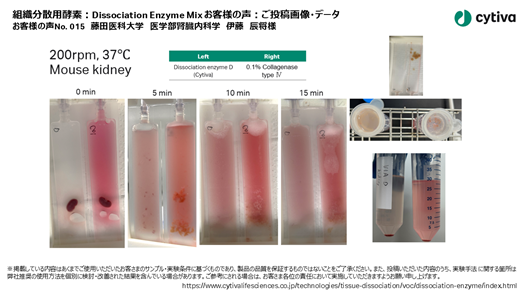組織分散用酵素：Dissociation Enzyme Mix お客様の声 No015 藤田医科大学 医学部腎臓内科学 伊藤　辰将 様