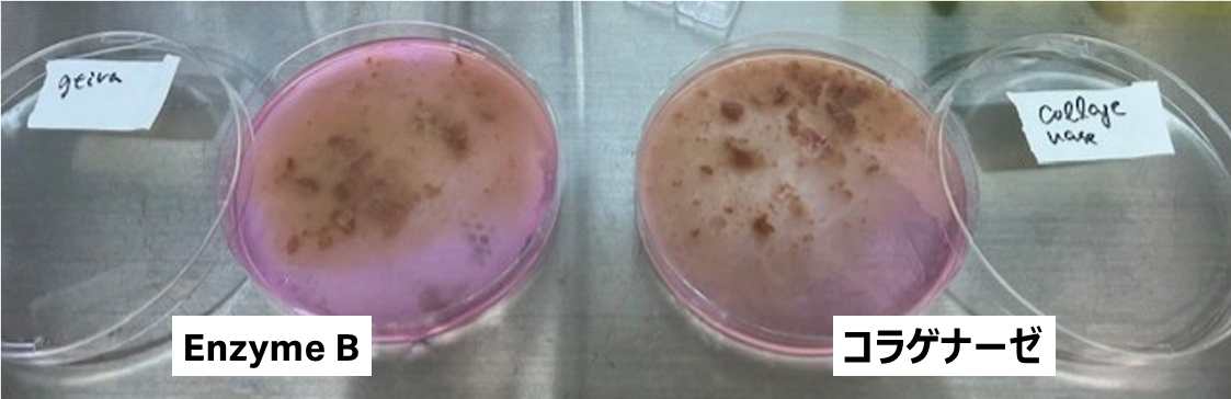 肝臓を細切し、セルストレーナーで濾過する前の写真