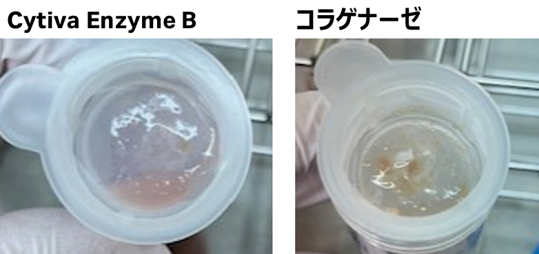 70 µmセルストレーナーで濾過後の写真
