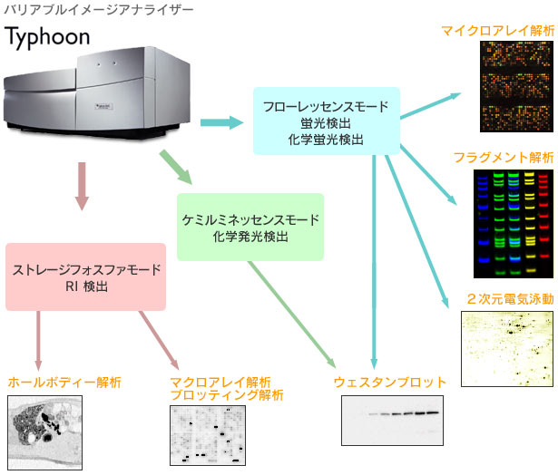 Typhoon™で可能な解析の図