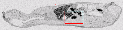 25 µmの画像サンプル