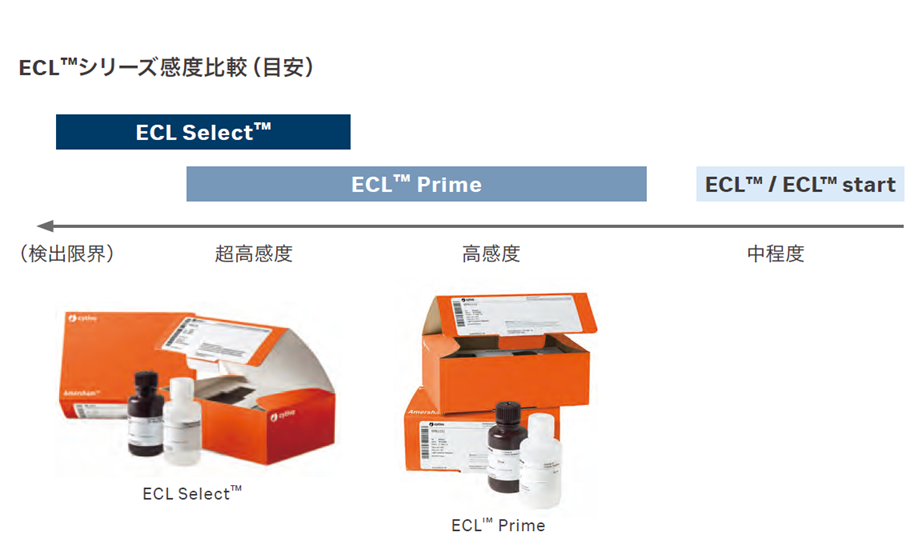 ECLシリーズ感度比較（目安）