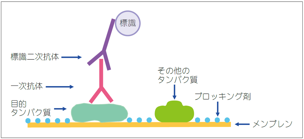 ウェスタンブロッティングの検出方法