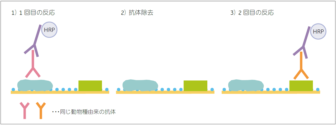 抗体除去の流れ