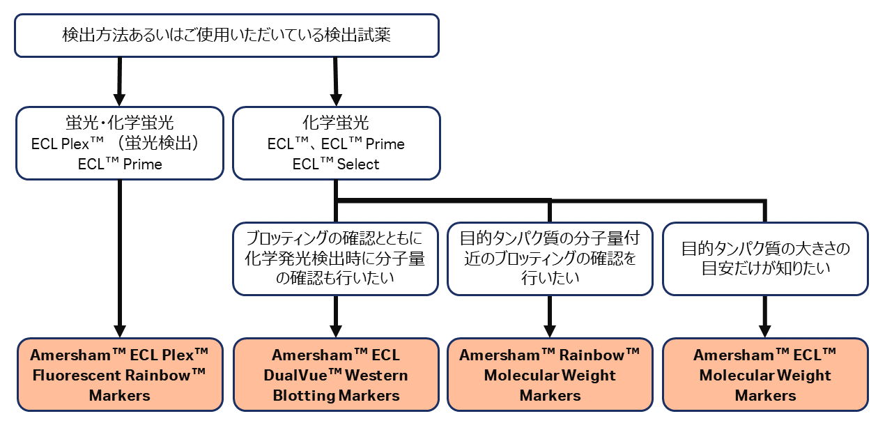 タンパク質分子量マーカーの選び方