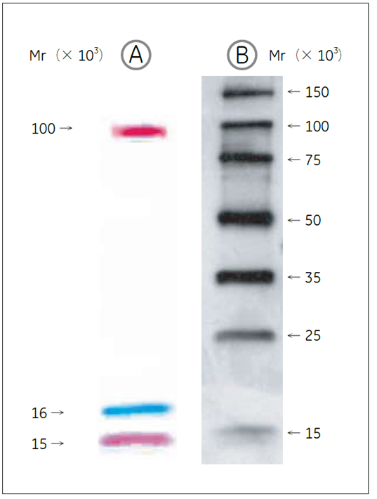 ECL DualVue™ Western Blotting Markers の分離パターン